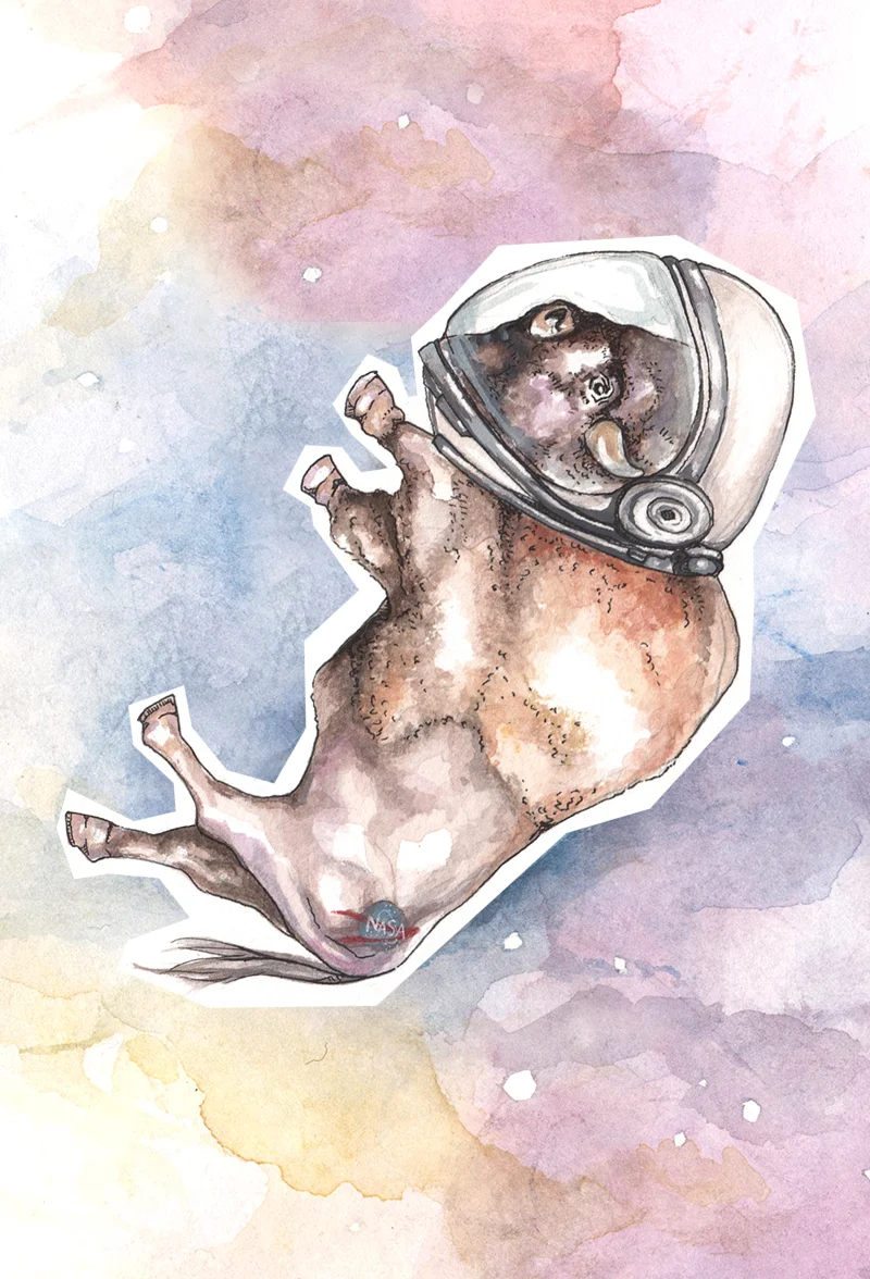 Portfolio-Space-Buffalo.jpg