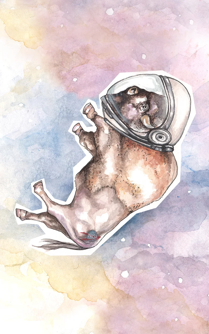 space buffalo, 2014