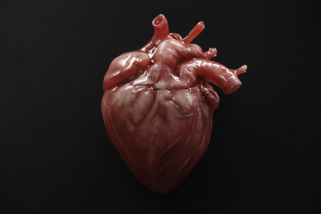 Vær modløs rack Penneven Beating Heart — SCPS Unlimited - We Create What Doesn't Exist