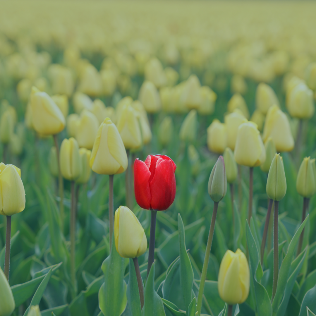 How to Get Quality When What You Have is Quantity: Networking for Extroverts