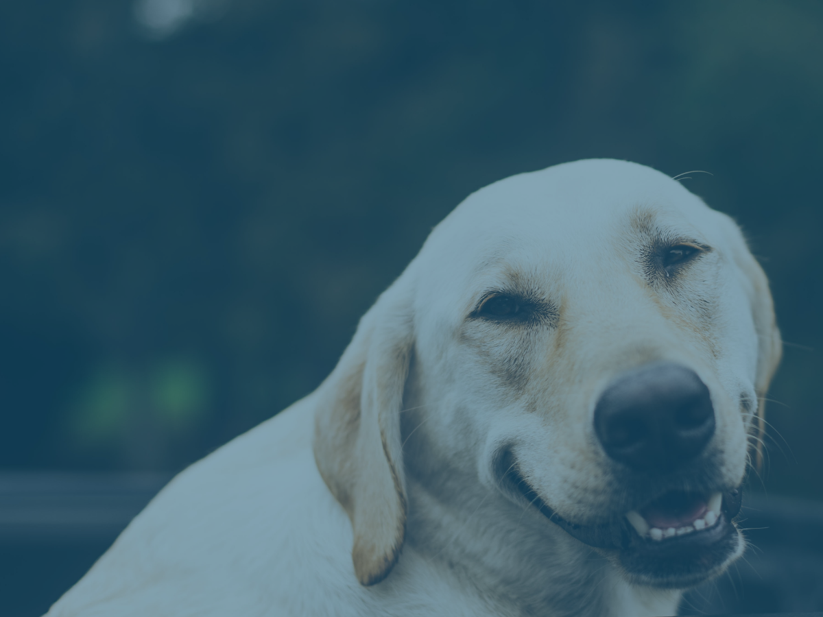 How to Master Motivation by Being Grateful