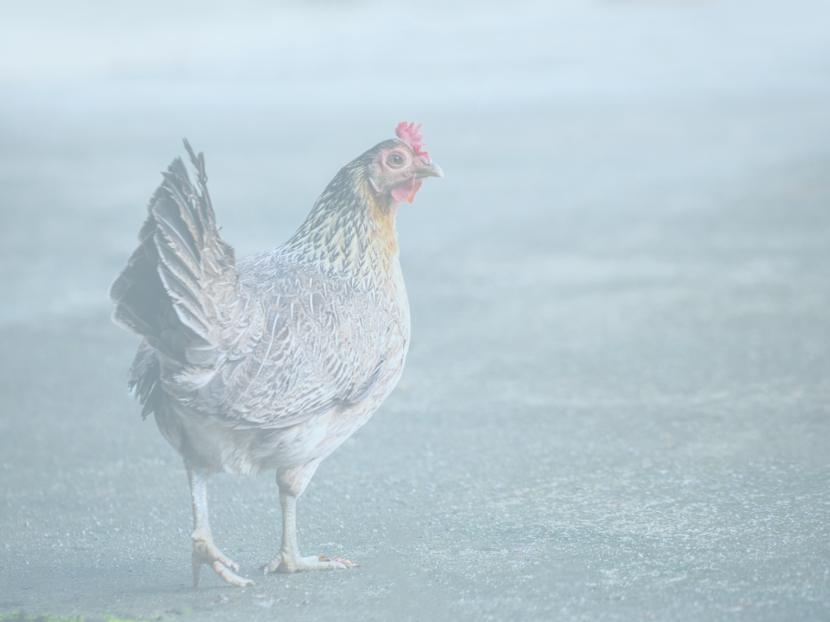 The Scientific Solution to the Chicken and the Egg: How to Apply it to Business