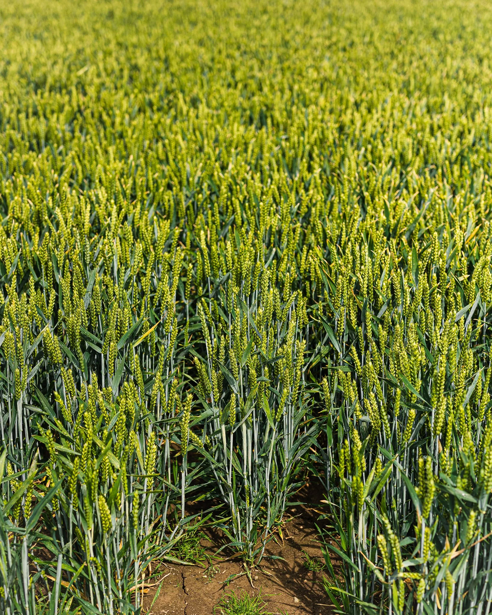 A field of green wheat plants growing in soil.