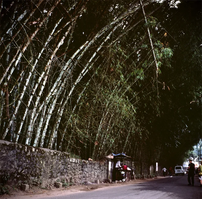 KumiliBamboo.jpg