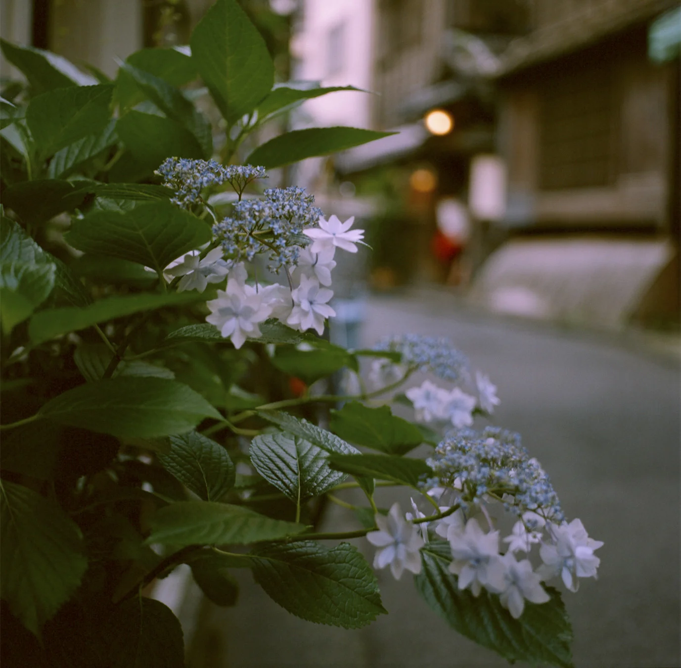 tokyostreetflowers.jpg
