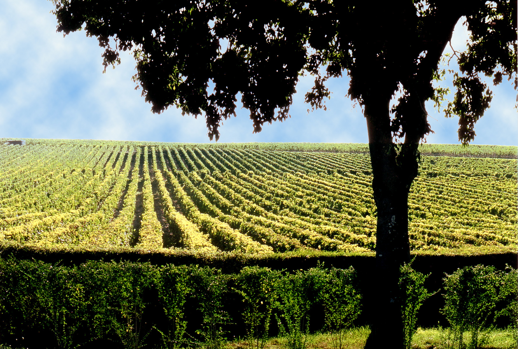 Lafite-vineyard.jpg