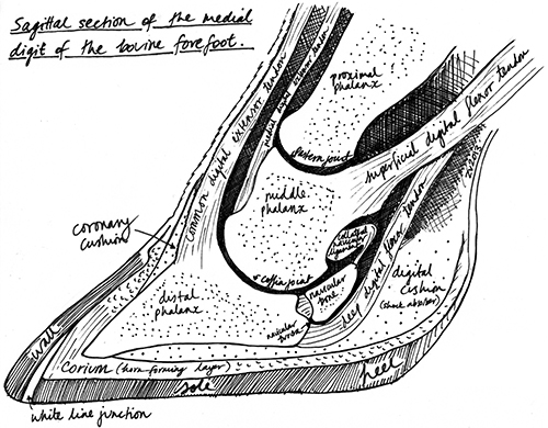Bovine forefoot by Z Vogels, 2014.