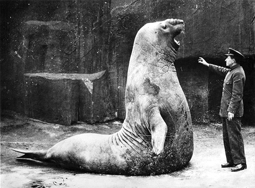 Not Optimus Prime (sadly). This sea elephant knows his stuff . Silver gelatine photograph by Acme Newspictures, 13 May 1936. Argus Newspaper Collection of Photographs, State Library of Victoria, H2004.100/1087.