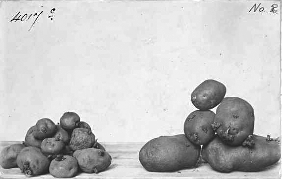 Sub-optimal children (and adults) get potatoes in their Christmas stocking.