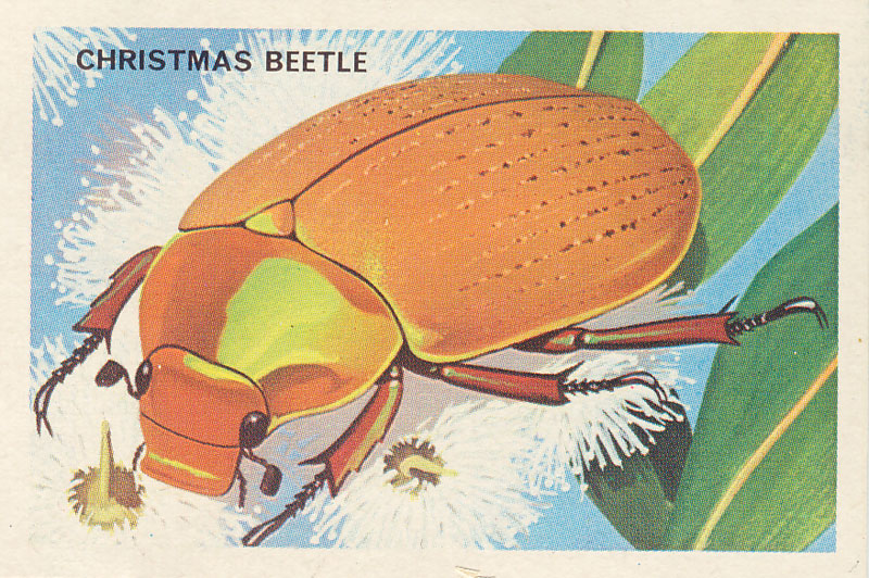 The Christmas Beetle of the family Scarabaeidae, so named because it appears during December and January. It is often found "swarming on gum saplings"—see, they are natural tree decorations! Their larvae are white grubs and would probably be quite a tasty alternative to the Christmas ham. (Image stolen from The Australian National Botanic Gardens website )