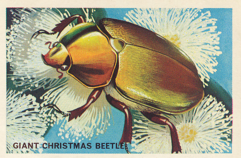 The Giant (or "King") Christmas Beetle, Anoplognathus viridiaeneus . Common in bushland around Sydney and the north coast of New South Wales. Fancies eucalypts. "Where one is found you can be certain there will be others on the same tree". Not ominous at all! Image from same source as above.