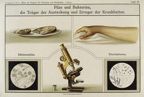 Some actual rot, to compare to instances of not actual rot. 'Dangers to the health of infants: germs and bacteria. The germs in their natural state (on mouldy bread, and on a suppurating thumb) and the germs as seen through the microscope. Centre, a microscope.' Colour Lithograph from the Atlas der Hygiene des Säuglings und Kleinkindes , plate no. 25, by Leopold Langstein and Fritz Rott, published in 1922 by Julius Springer, Berlin. Wellcome Library, London, image no. L0039196.