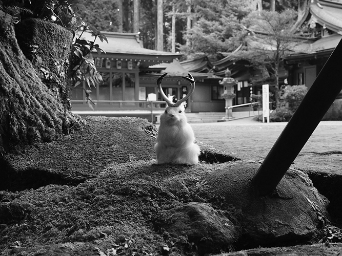 …Wollaston gave me these photographs, he got them from his friend in the Foreign Office, when he was travelling in Japan. They suggest the jackalope and its variants are not native only to America and Europe—that indeed variations of this species can be found all over the world. Though Darwin appeared to have found nothing like it during his voyages.