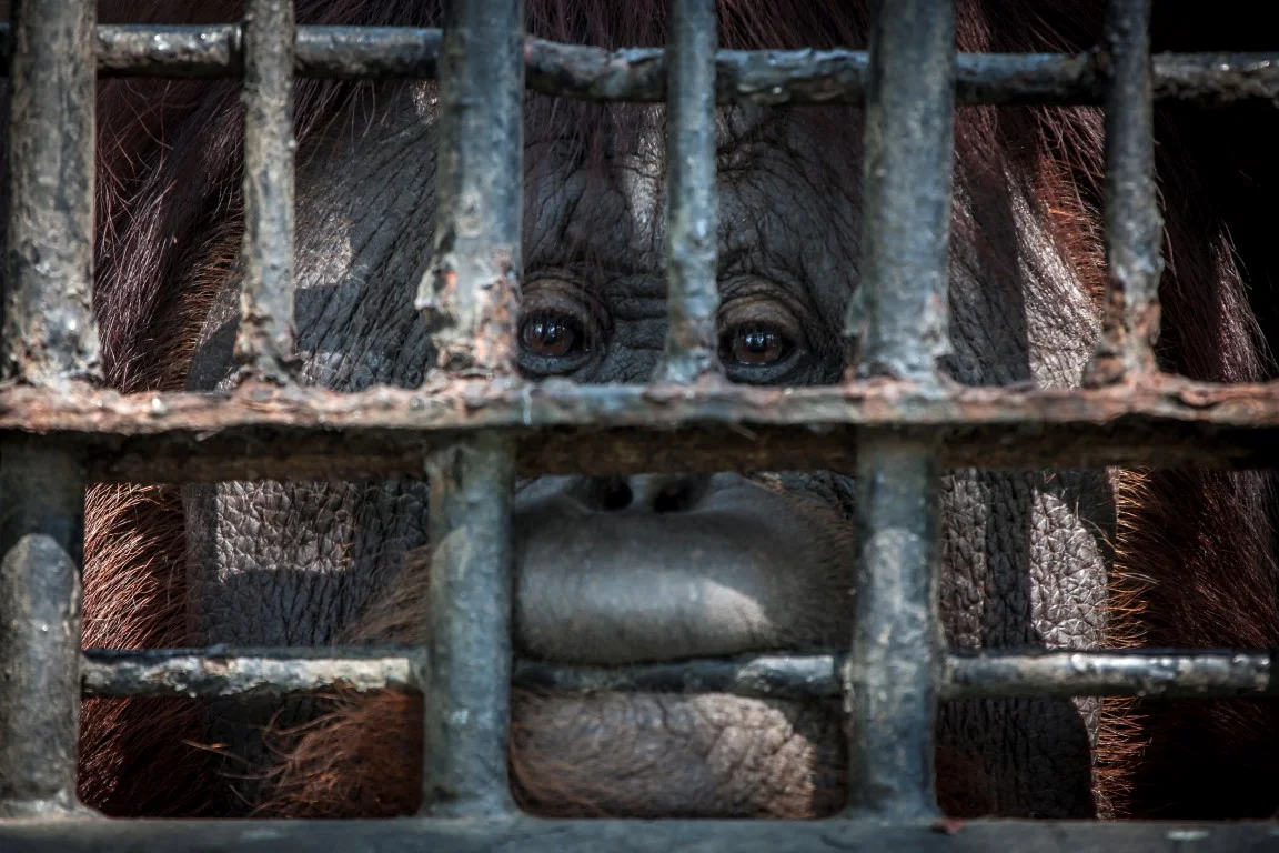 Orangutan-face-sad-2-15-Medium.jpg
