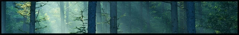 Forest.jpg