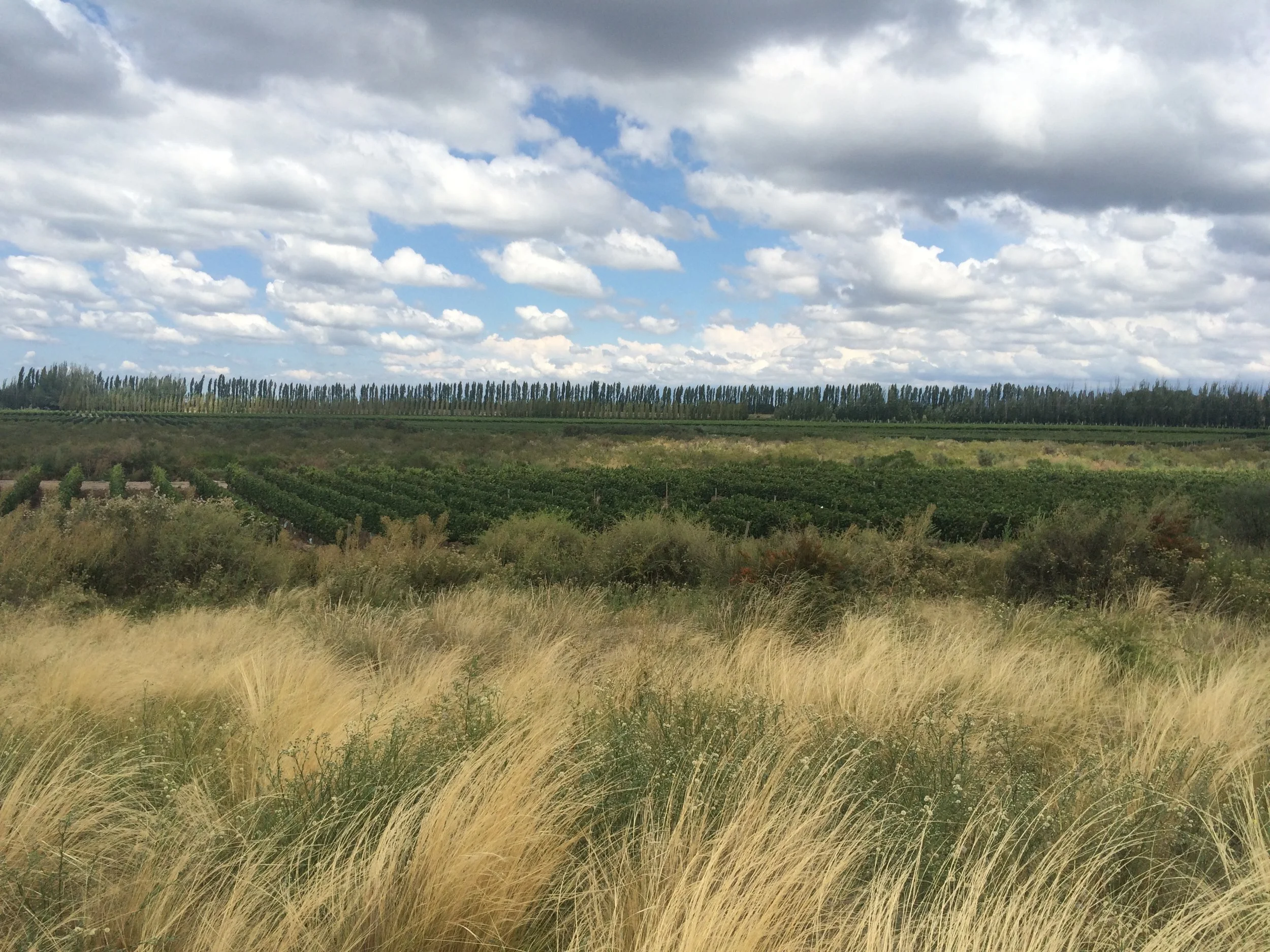 Mendoza-Wine-Tour_Mendoza Landscape_La Dolce Vigna_.jpg