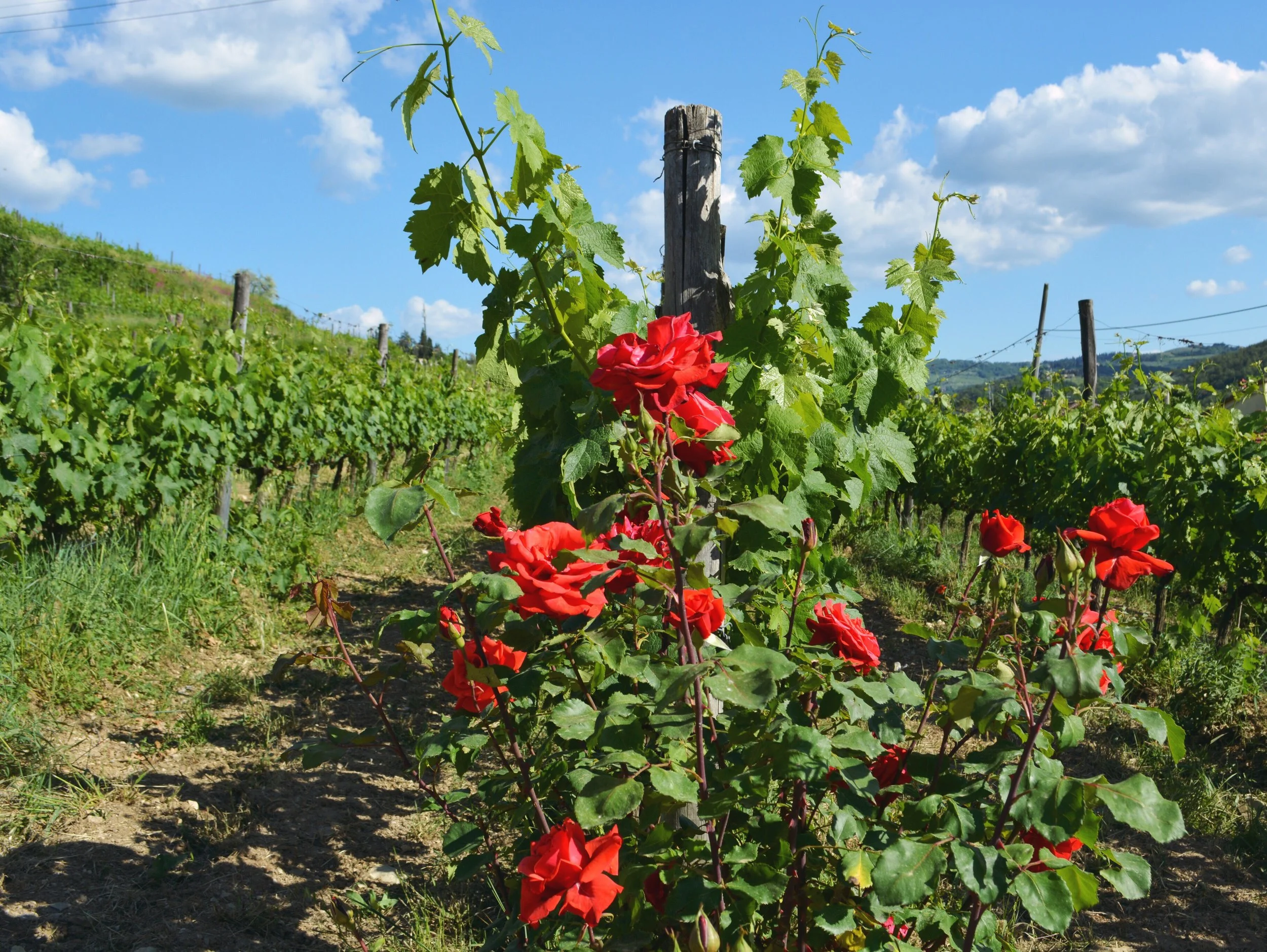 Roses-vine-rows_La-Dolce-Vigna.jpg