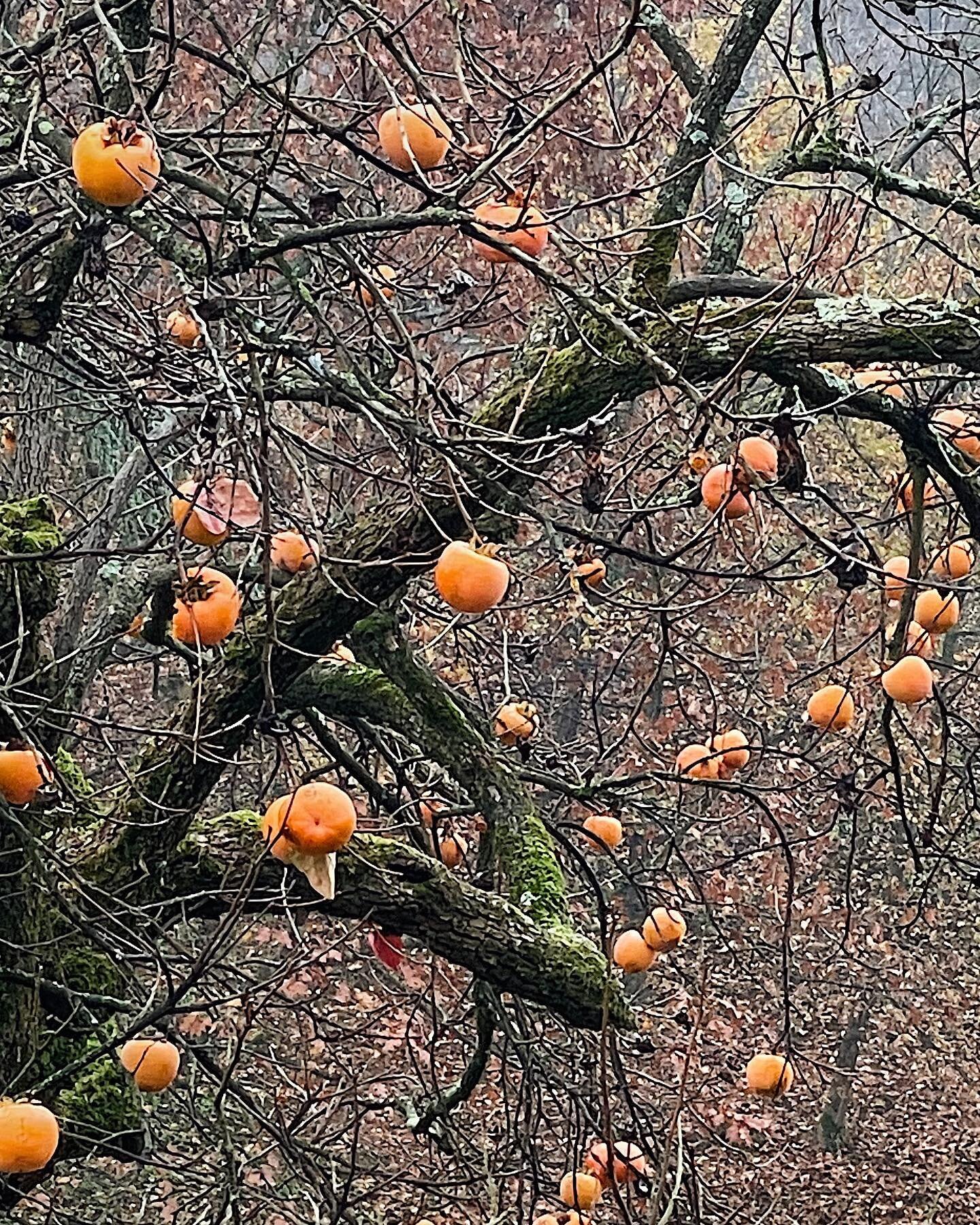On the last official day of #fall, here&rsquo;s one of my favorite autumnal markers: the #persimmon tree! 🧡🍂

Look at it in all its peculiar glory: the glowing orange globes hanging from the stark and gnarly branches, dazzling the grey countryside 