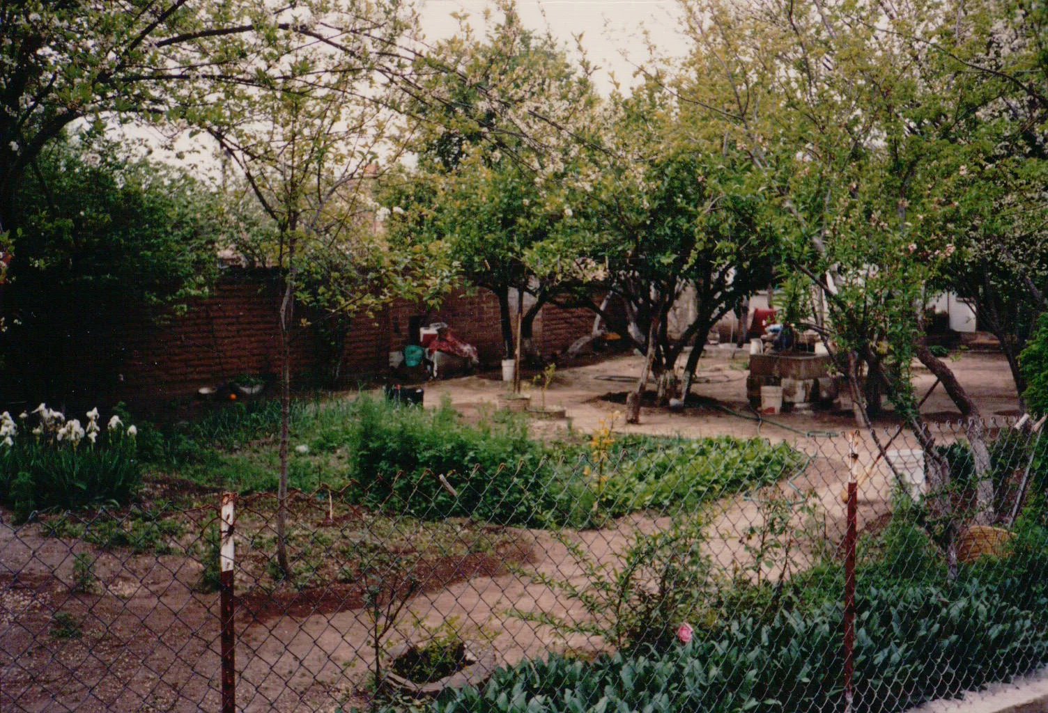 Dooryard garden, Cucurpe, Sonora, Mexico