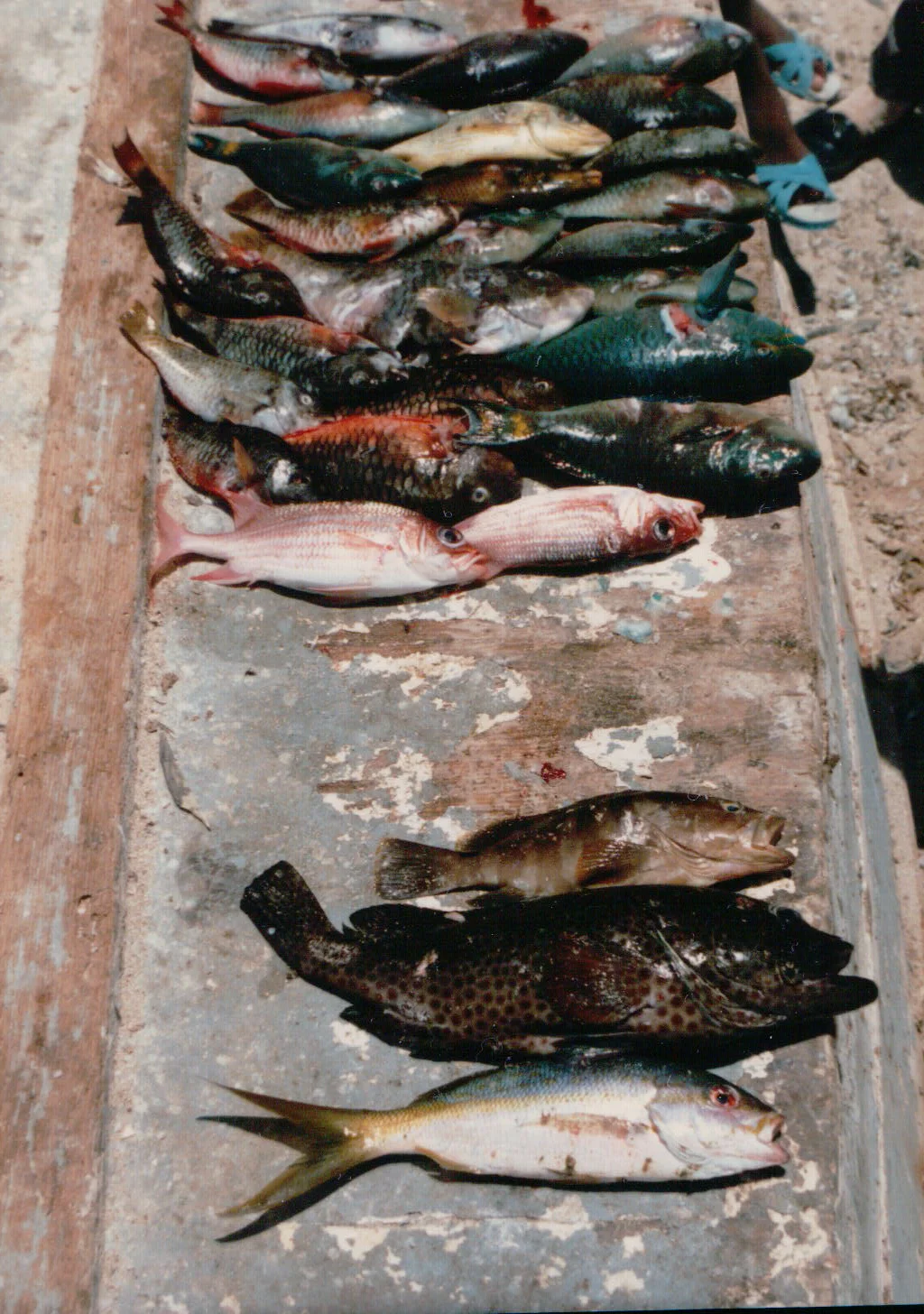 Fish catch, Buen Hombre, Dominican Republic (Photography by Richard W. Stoffle)