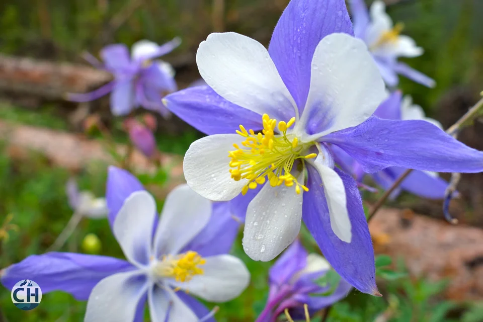 flower close up