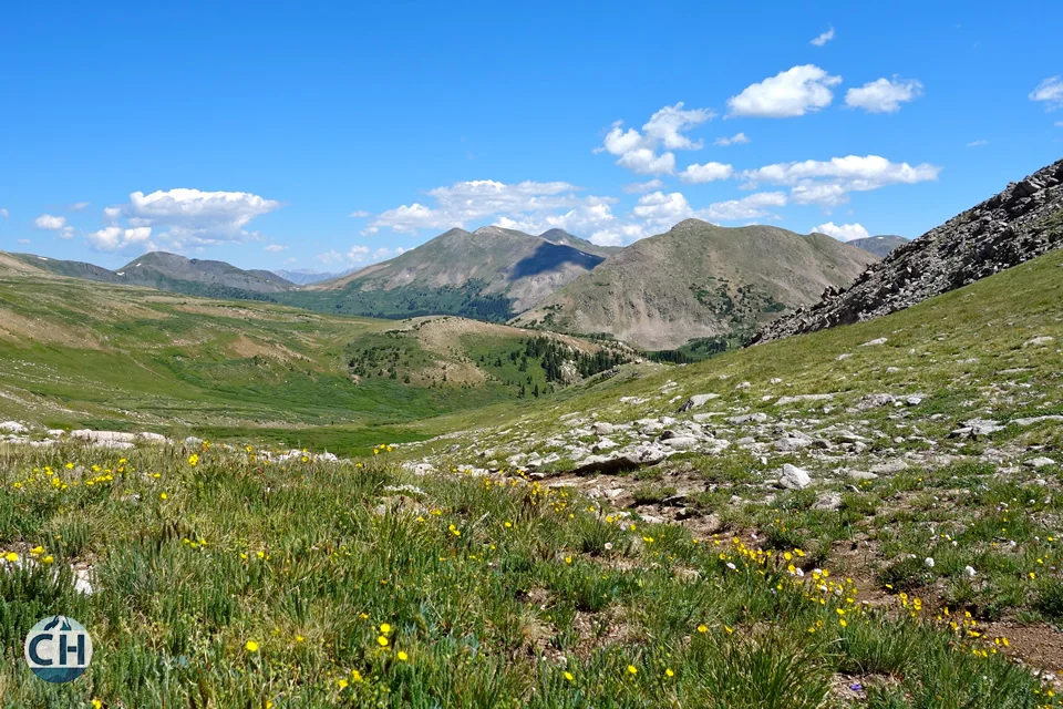 flowers, fields, mountains