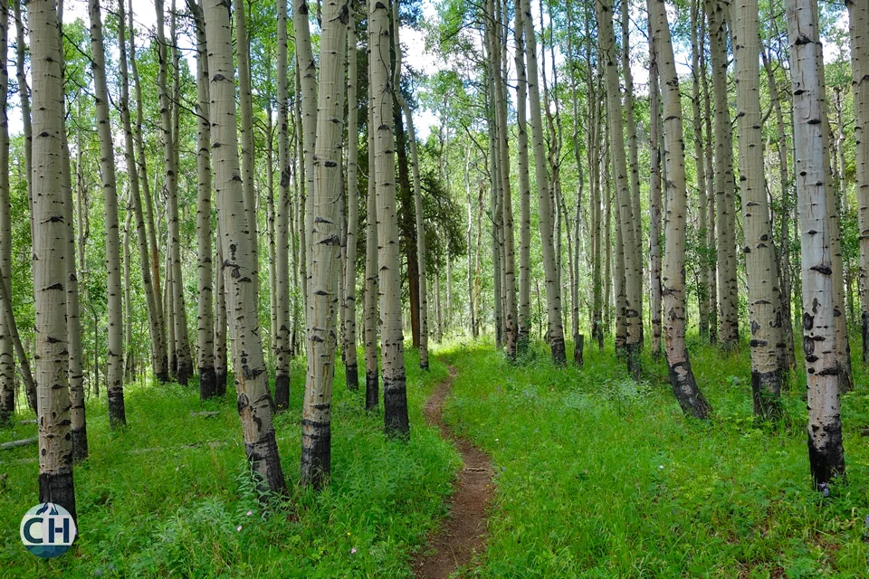 birch forest