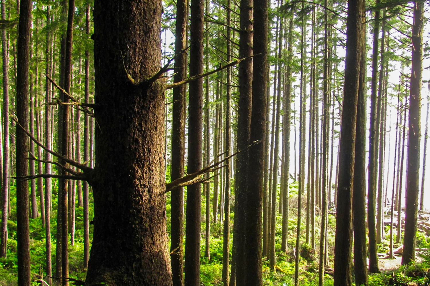 8 Iconic Pacific Northwest Backpacking Trips — CleverHiker