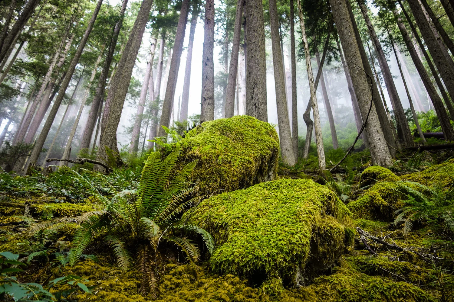 8 Iconic Pacific Northwest Backpacking Trips CleverHiker