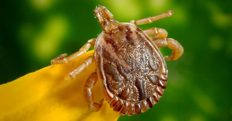 Ticks Hiking How To Protect Yourself Cleverhiker