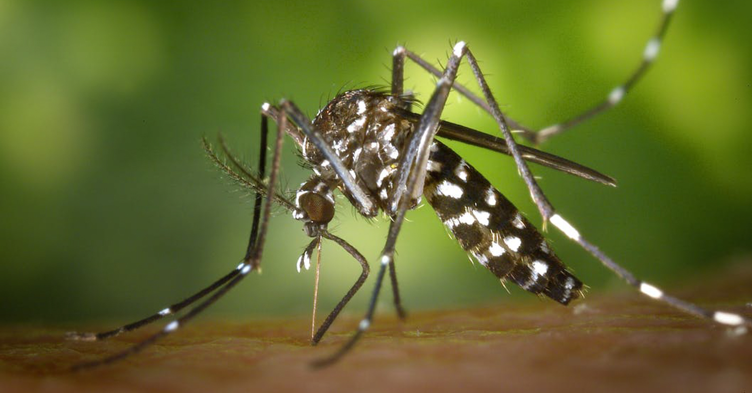 Mosquitos Hiking How To Protect, How To Prevent Mosquito Outdoor