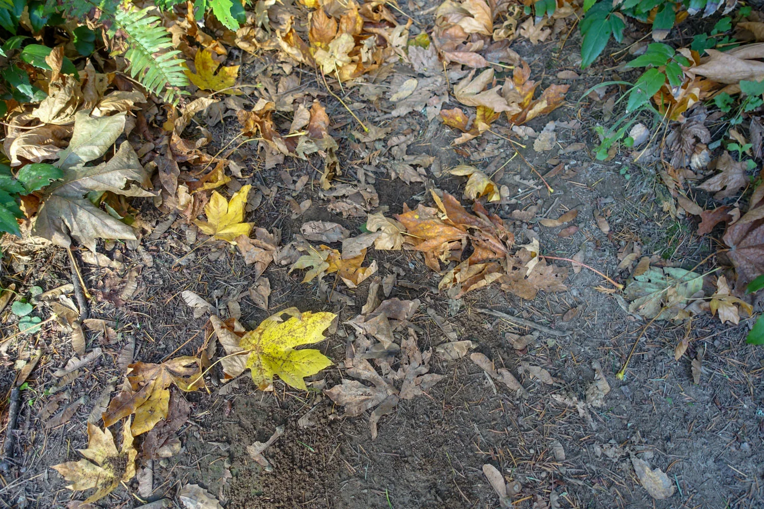 How to Poop in the Woods A Backpacker's Guide CleverHiker