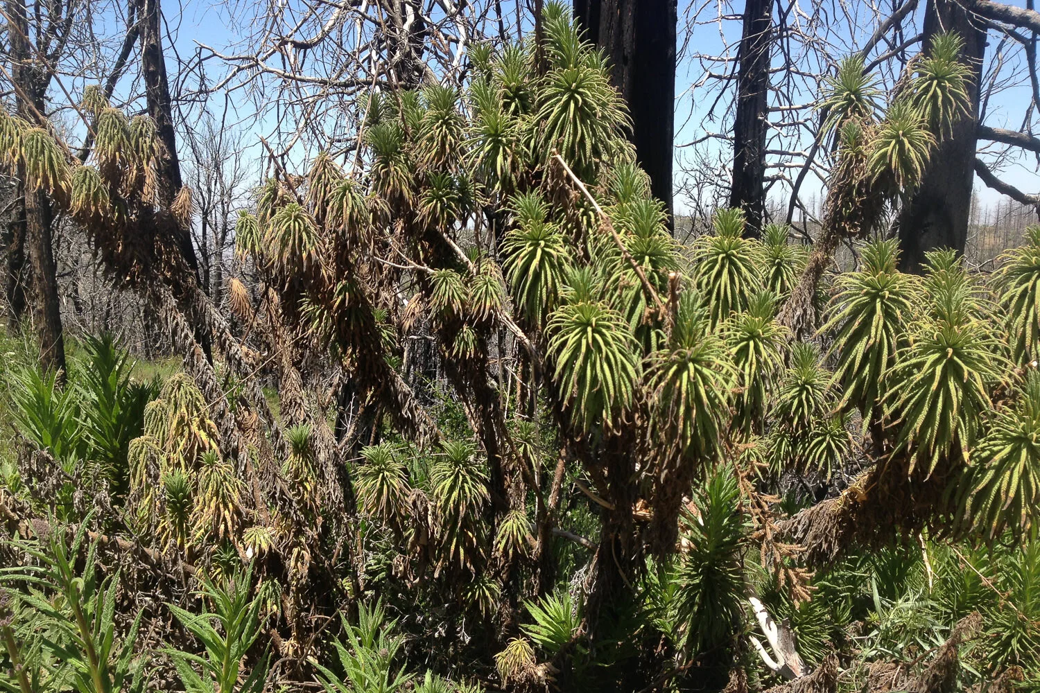 Poisonous  Poodle-Dog Bush  in Southern California