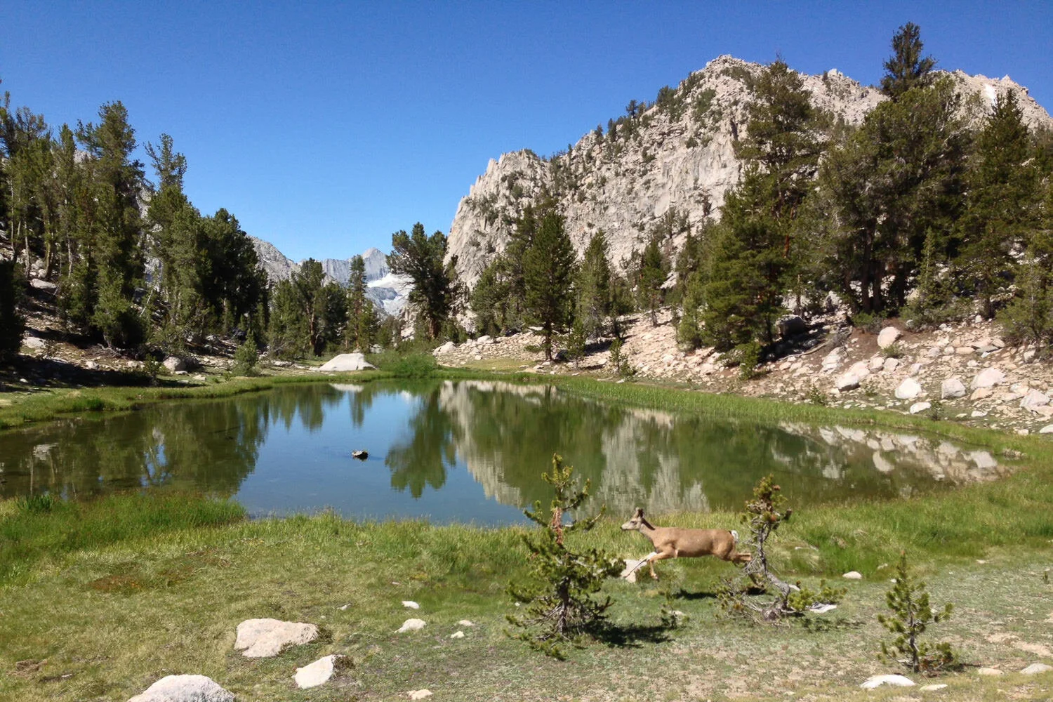 A deer in flight beside a high sierra lake - Photo Credit:  Philip Kramer