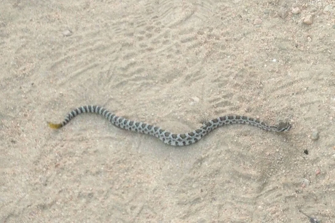 A lethargic rattlesnake on the trail in New Mexico