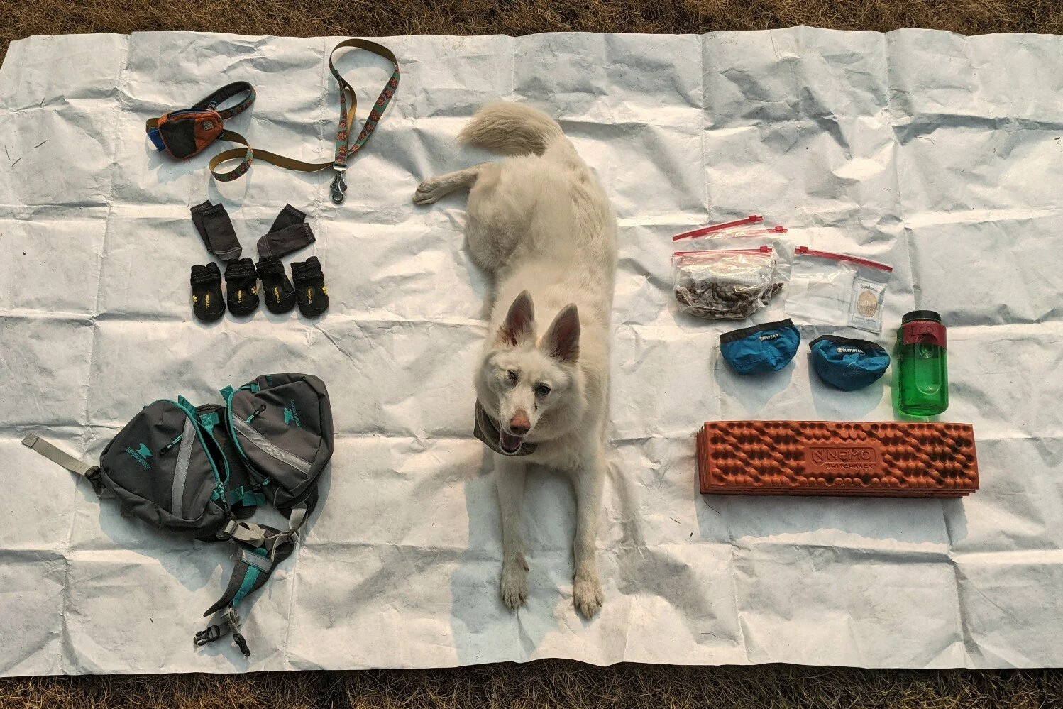 5 Best Dog Backpacks of 2023 CleverHiker