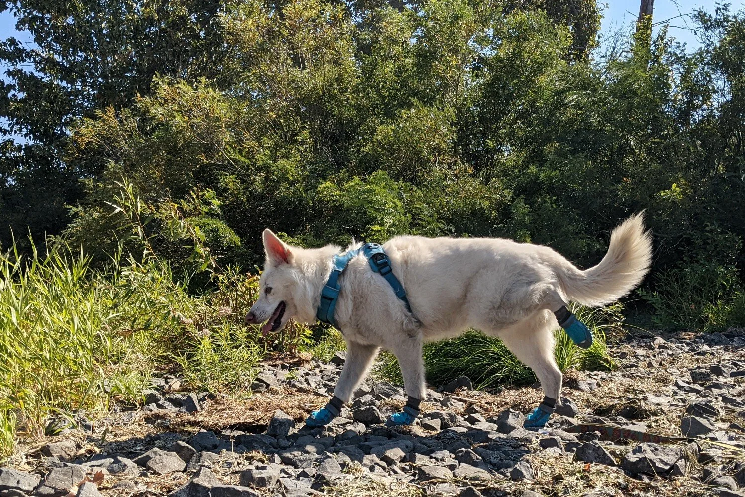 Why Cant Dogs Walk In Boots