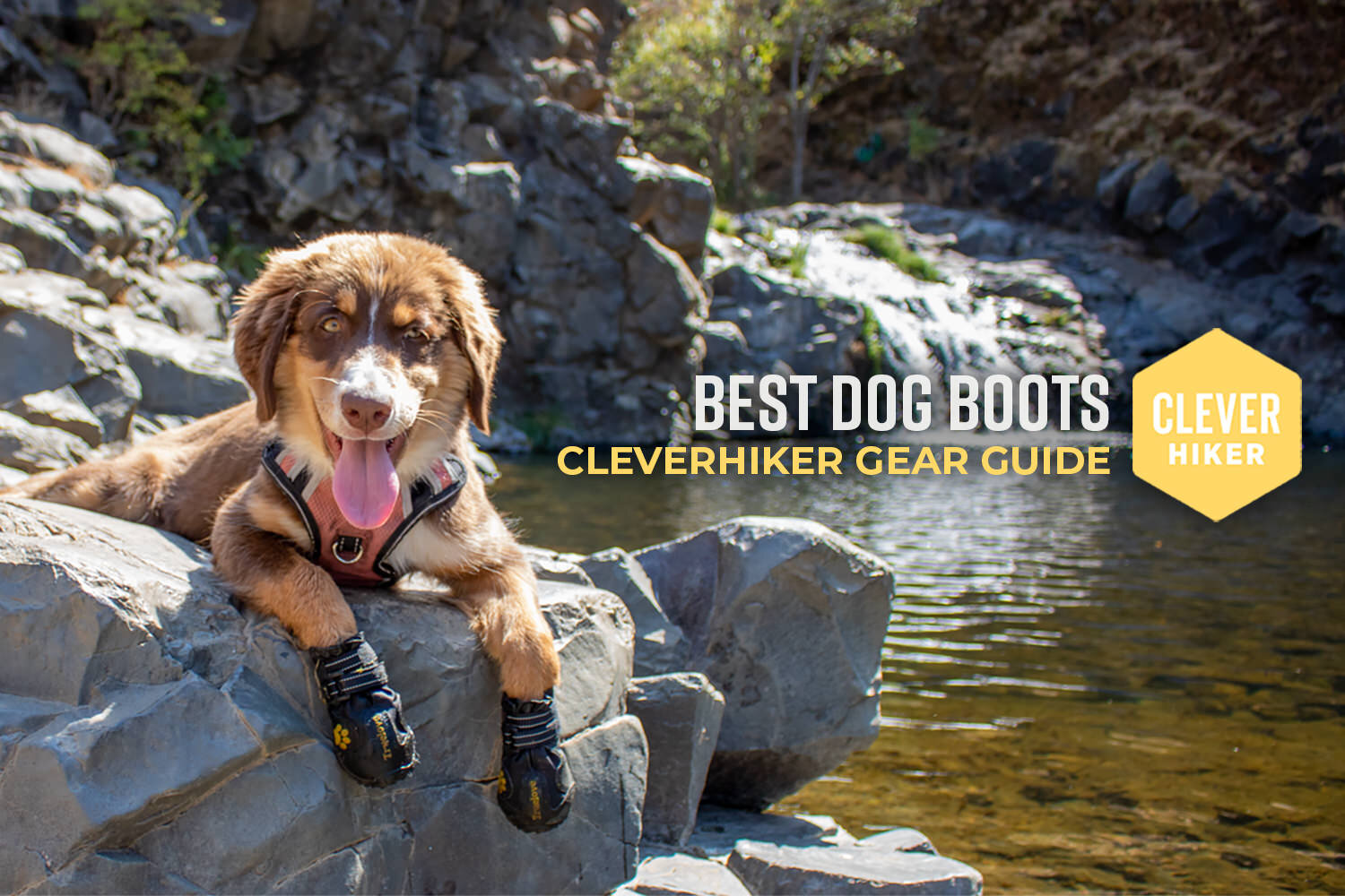 Best Dog Boots