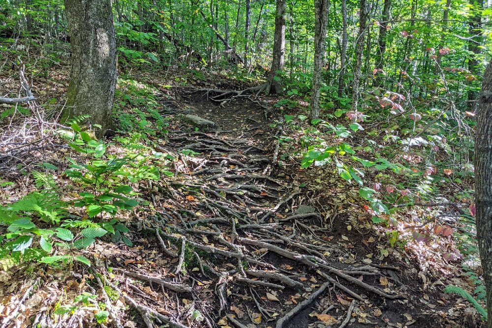 A root covered section of the Long Trail