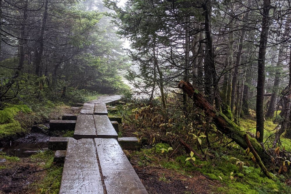 A boardwalk over a muddy section of the Long Trail