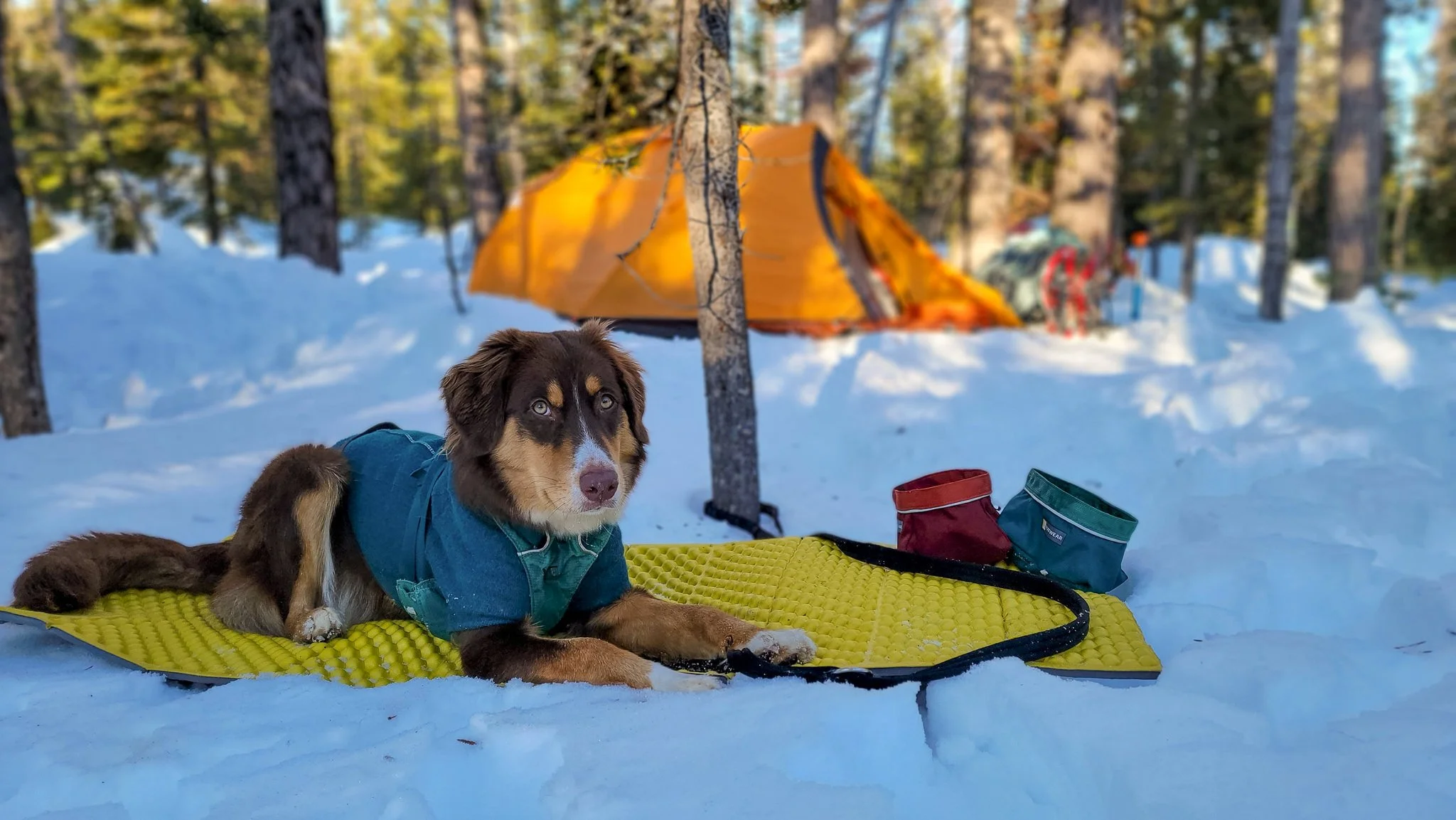 10 Tips for Hiking with Your Dog in Winter CleverHiker
