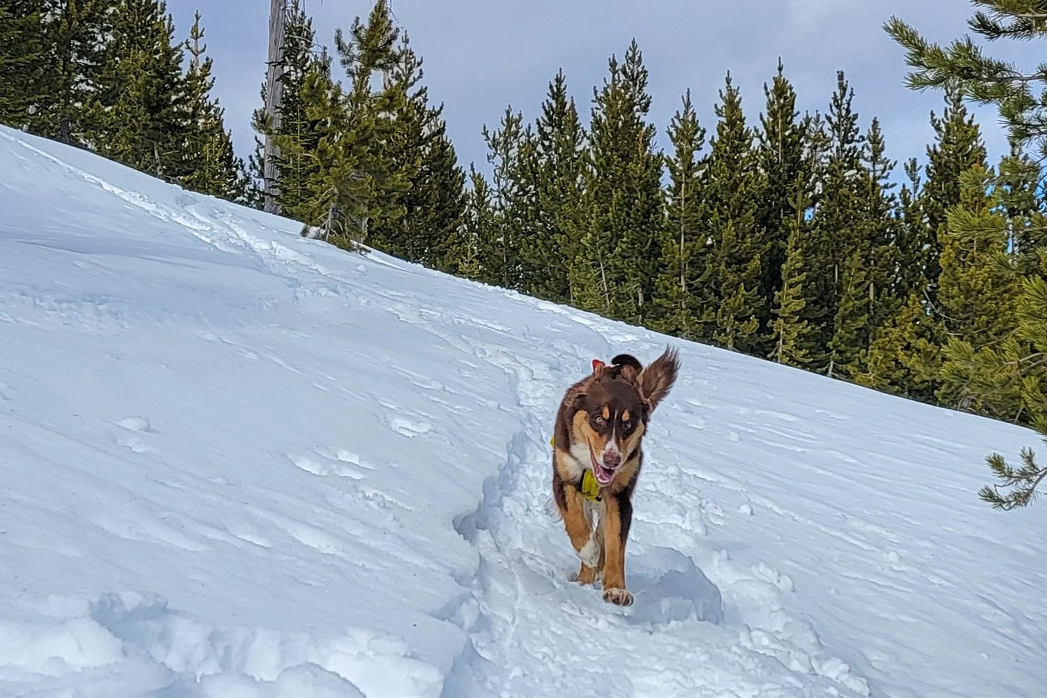 Are Dogs More Tired In Winter