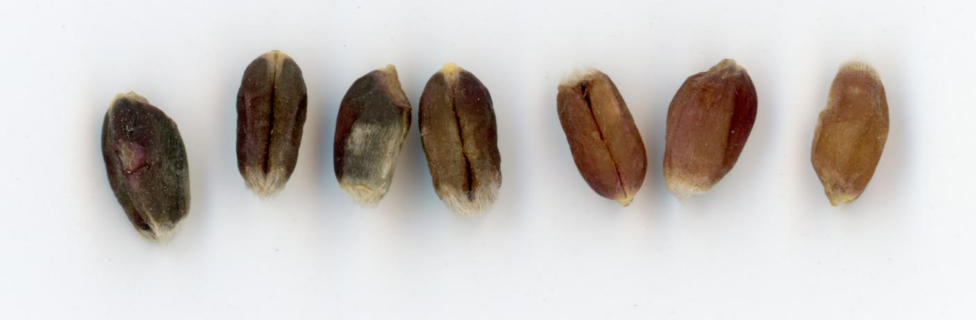A spectrum of colored wheat, courtesy of Colin Curwen-McAdams.