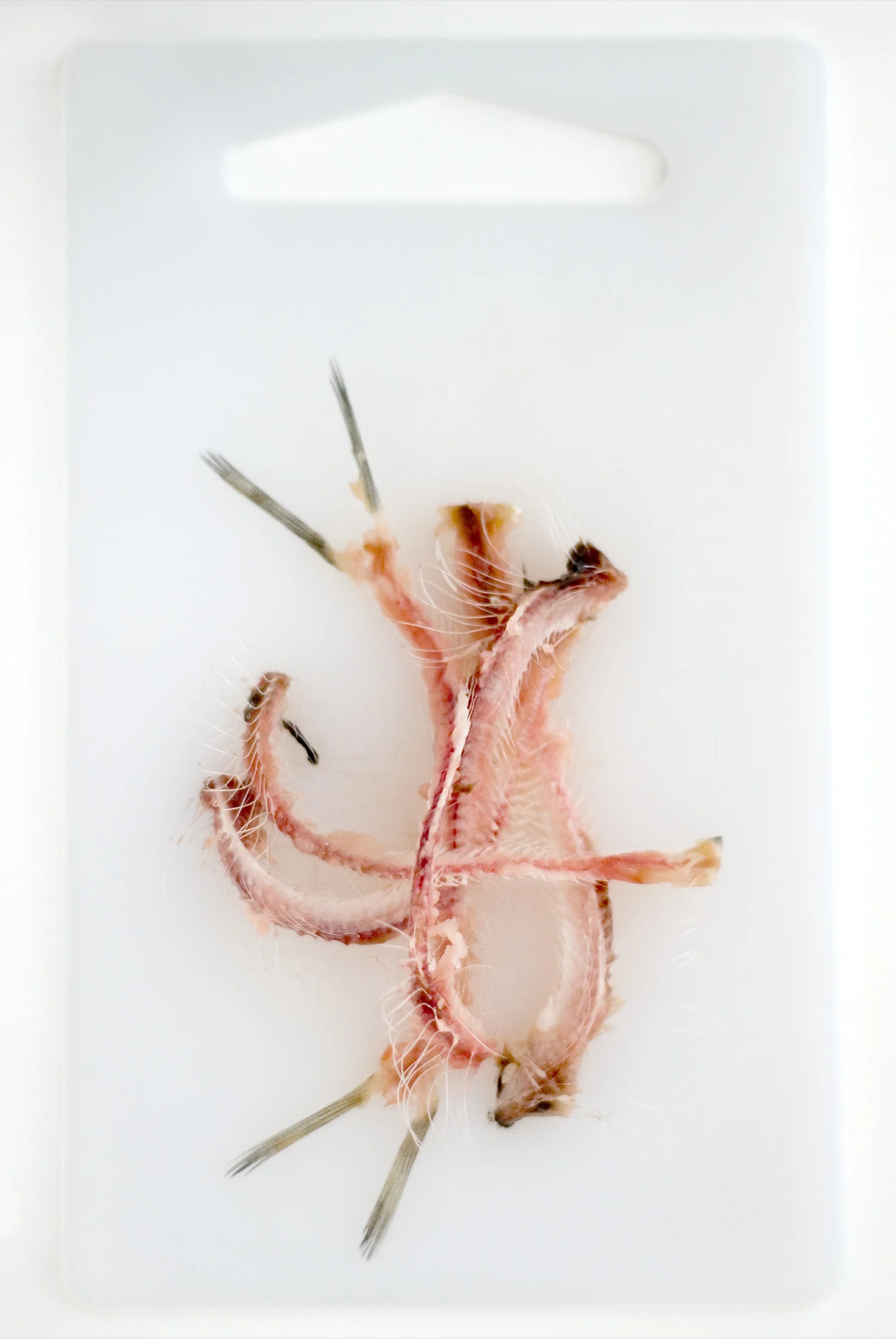 Sardine_Bones_9902.jpg