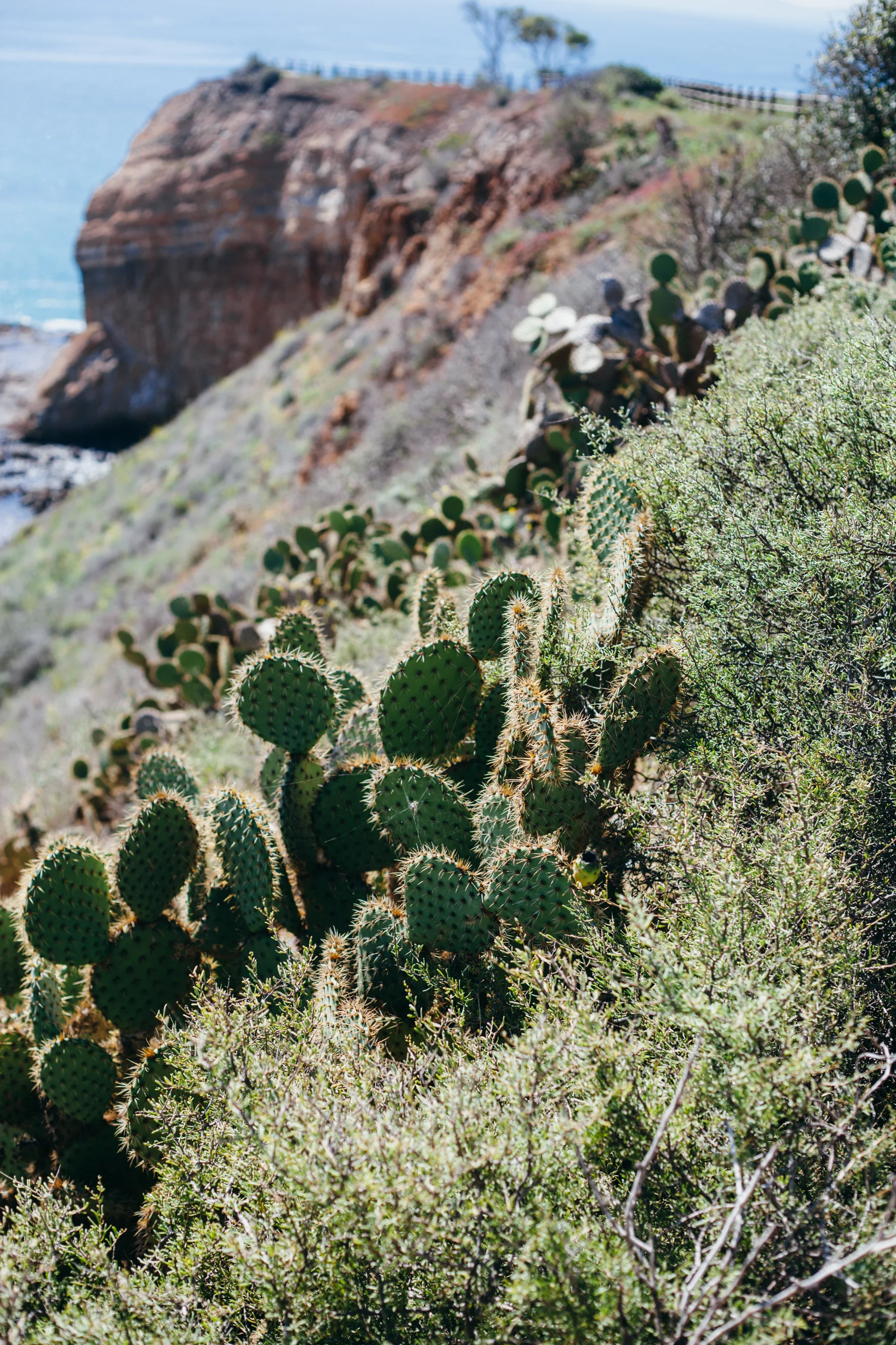Cali-Trip-101.jpg