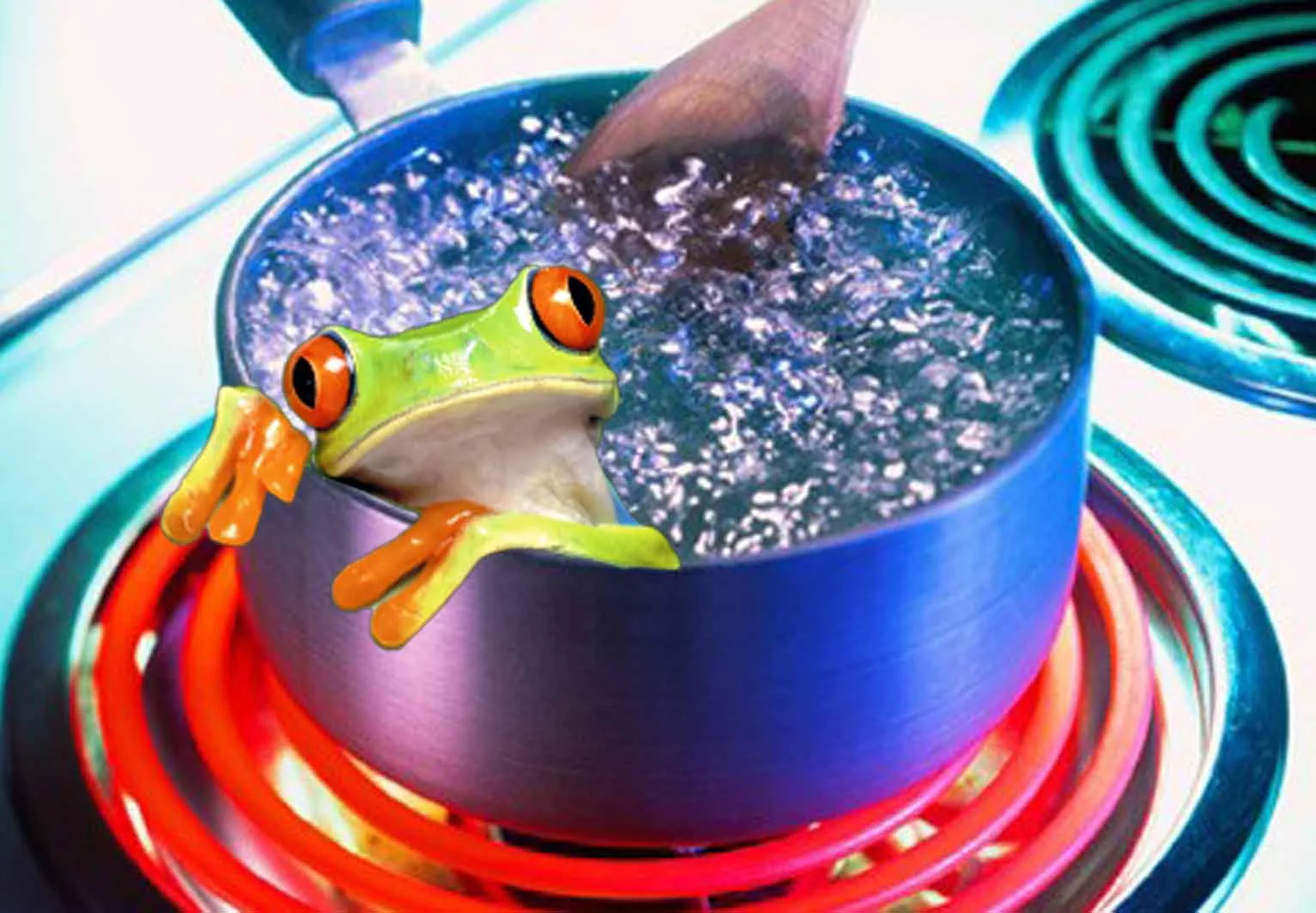 Frog.jpg
