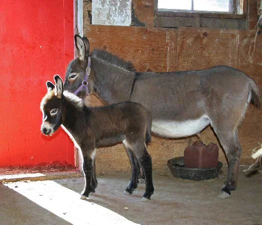 picture_img-11.jpg