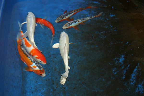 picture_img-6.jpg