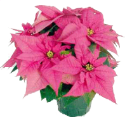 6_pinkpoinsettias.gif