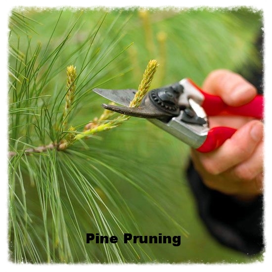 Pine Pruning.jpg